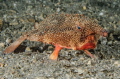  Batfish BHB Bat-fish Bat fish  